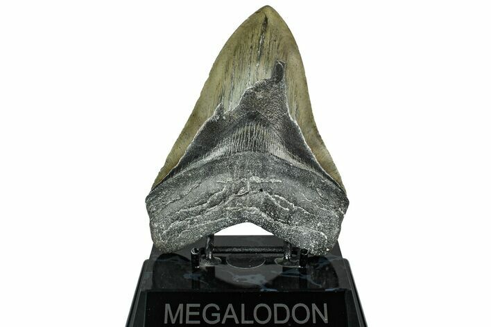 Fossil Megalodon Tooth - North Carolina #319906